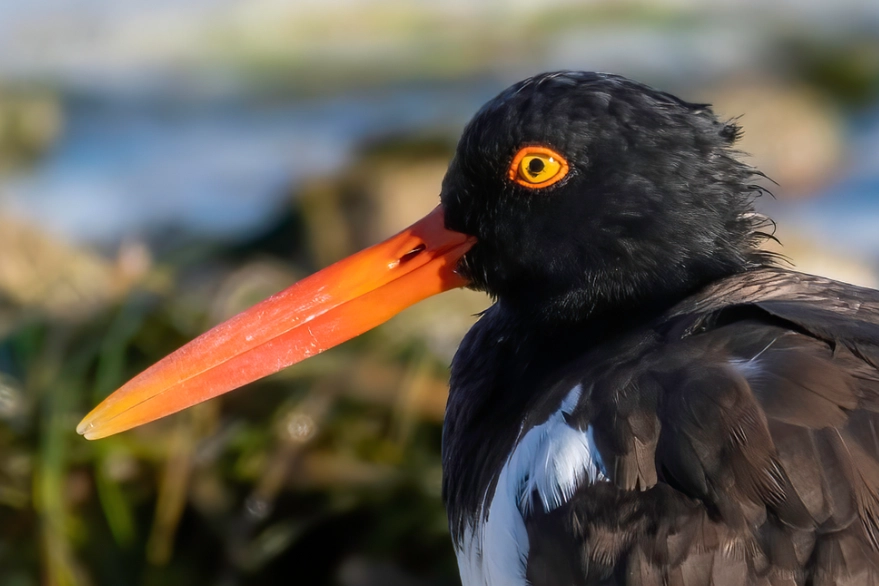 best birdwatching spots Mediterranean