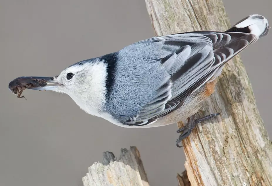 backyard birds backyard birds