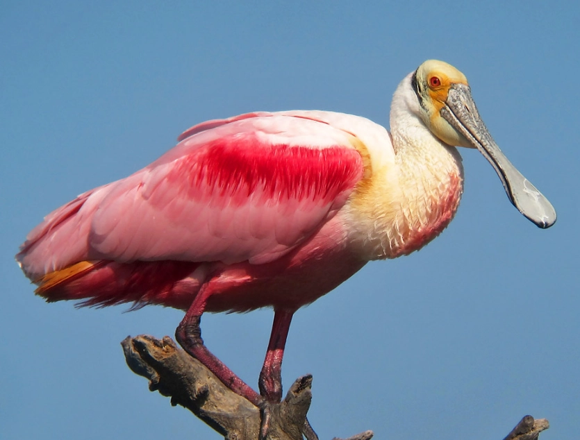 Roseate spoonbill Roseate spoonbill