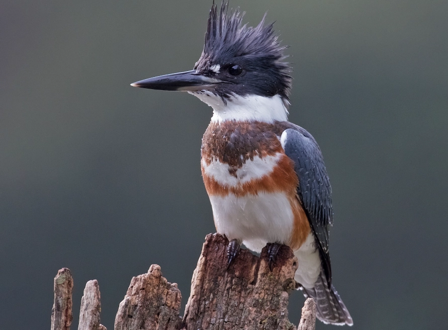 waterbird birding tips waterbird birding tips