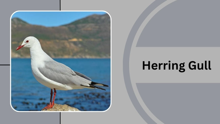 gull species guide gull species guide