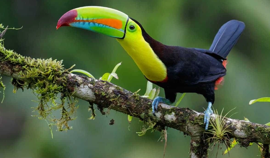 birdwatching central america birdwatching central america