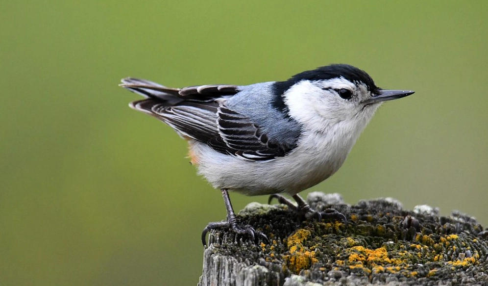bird identification bird identification