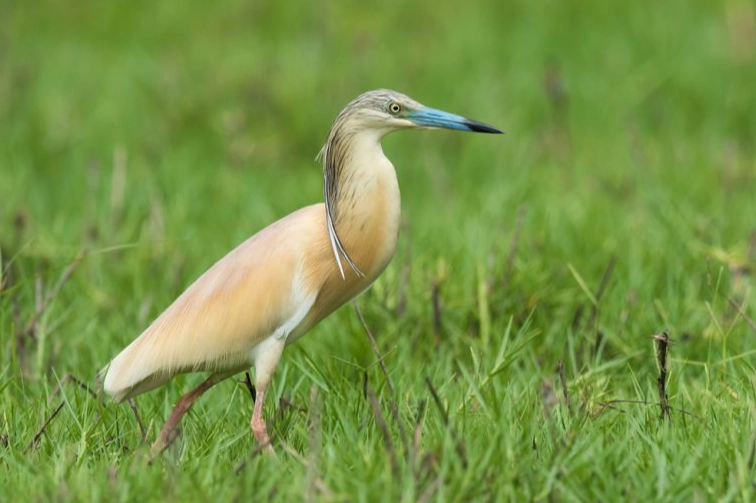rare birds Mediterranean