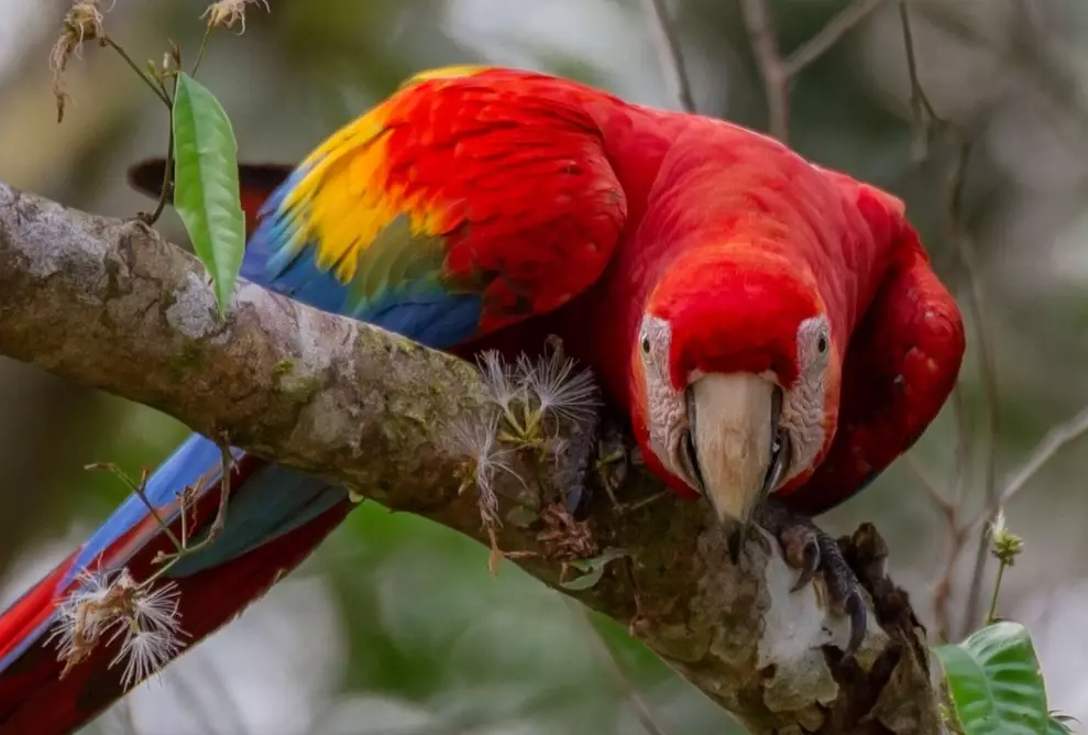 amazon bird species amazon bird species