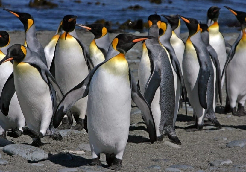 types of penguins
