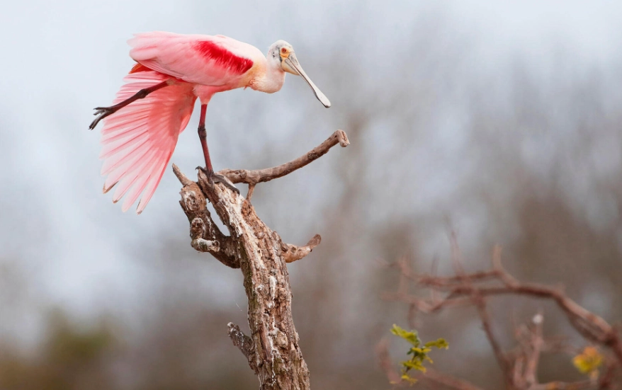 Roseate spoonbill Roseate spoonbill