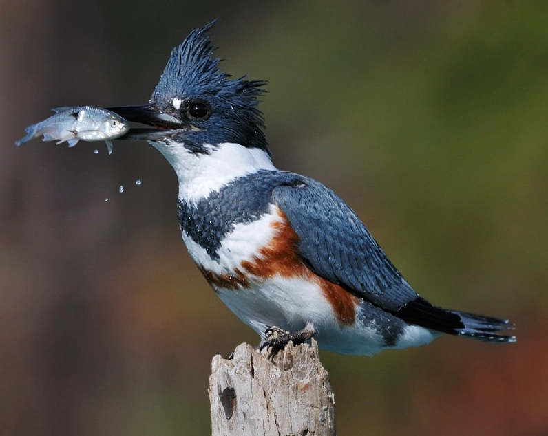 kingfisher identification kingfisher identification