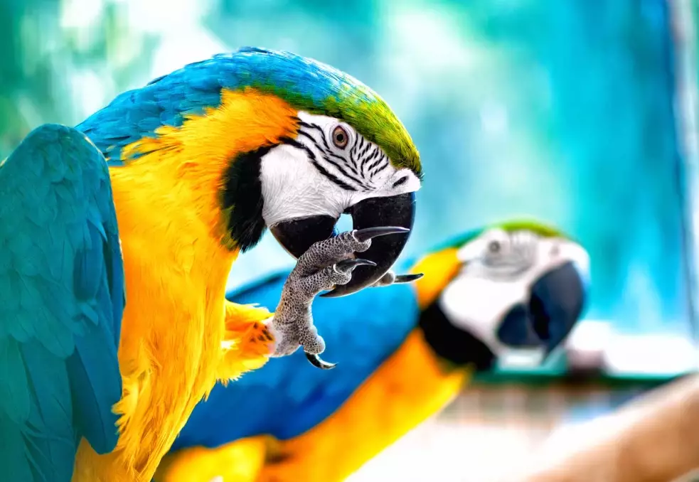 amazon rainforest birds amazon rainforest birds