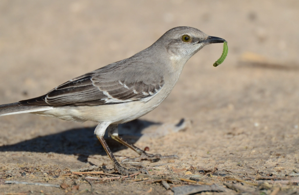 mockingbird song mockingbird song