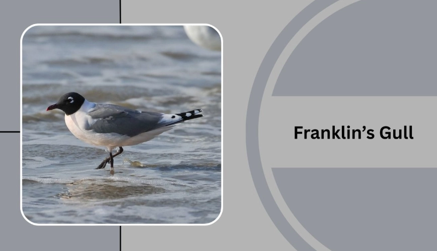 how to identify gulls how to identify gulls