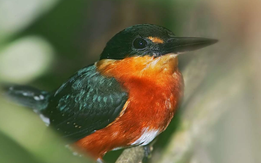 rare birds central america rare birds central america