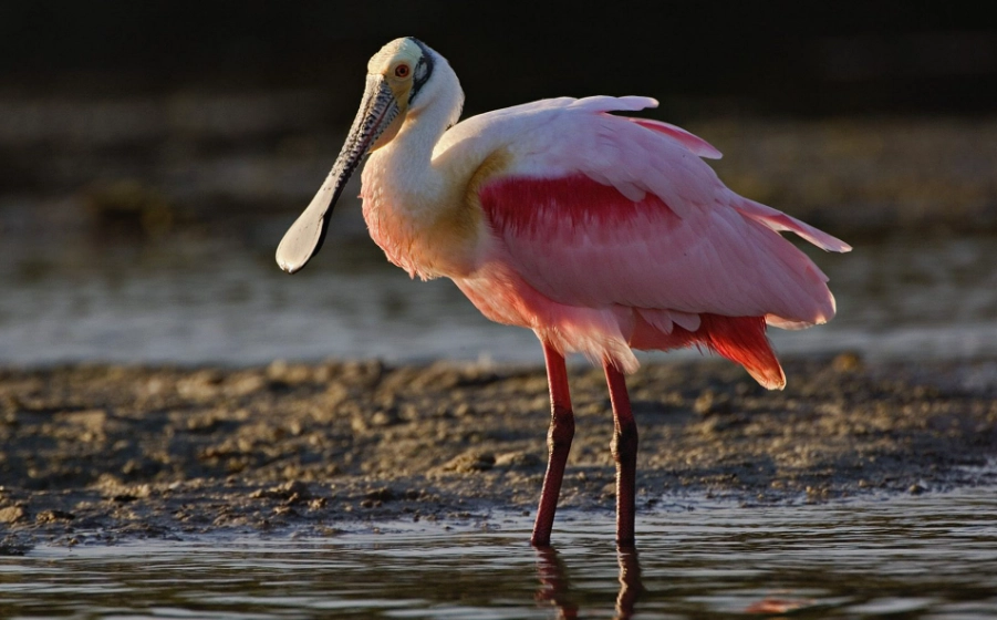 roseate spoonbill facts roseate spoonbill facts