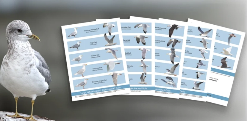 seagull identification seagull identification