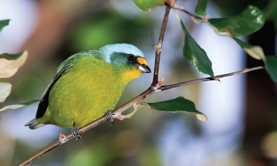 birdwatching Caribbean islands birdwatching Caribbean islands
