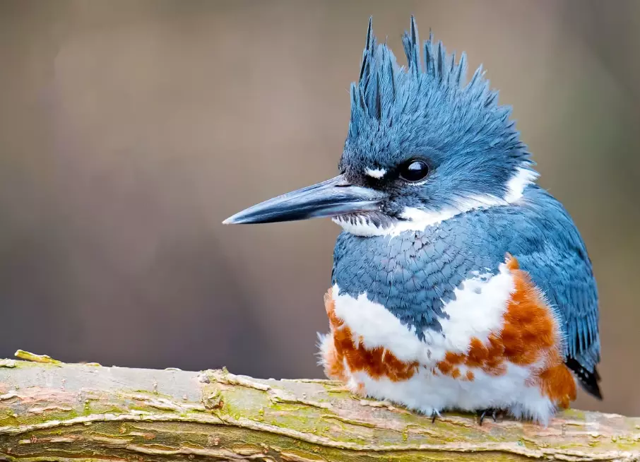 waterbird birding tips waterbird birding tips