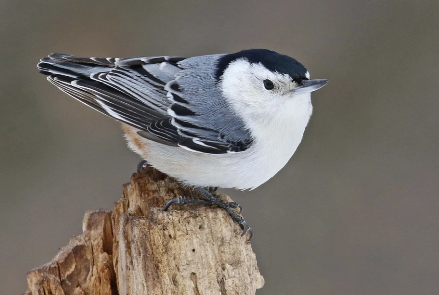 backyard birds backyard birds