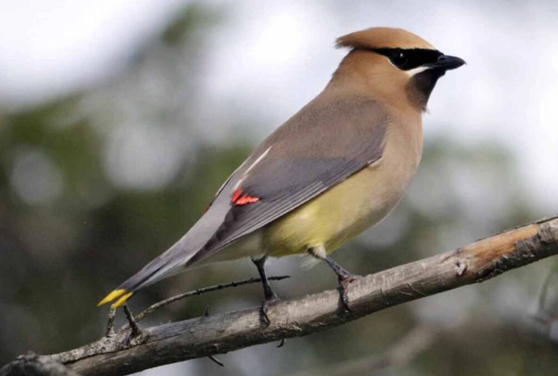cedar waxwing call cedar waxwing call