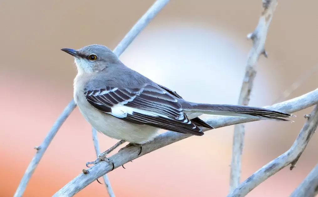 mockingbird song