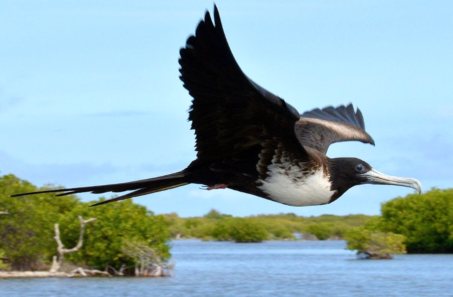 endemic birds Caribbean