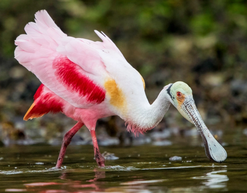 where to see roseate spoonbill where to see roseate spoonbill
