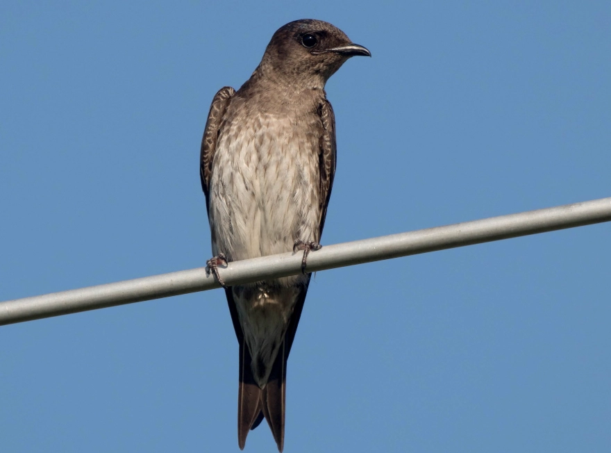 purple martin migration