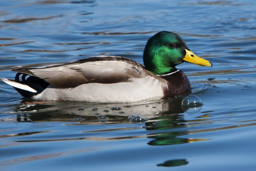 where to find mallards
