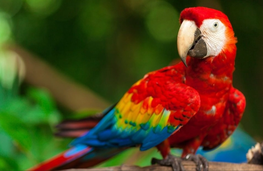 amazon rainforest birds amazon rainforest birds