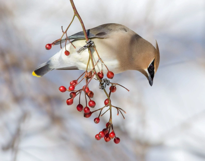 cedar waxwing diet cedar waxwing diet