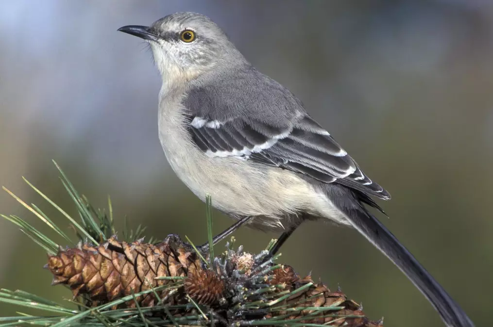 bird identification bird identification
