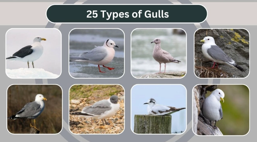 seagull identification seagull identification