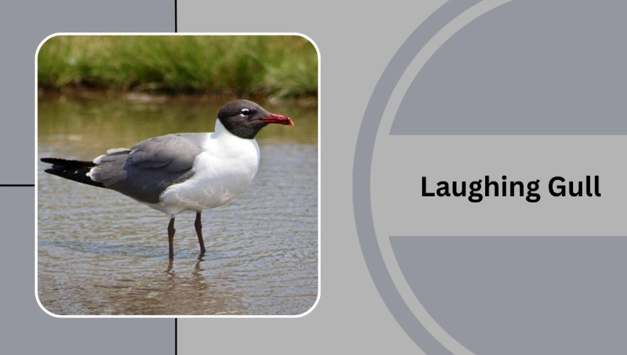 gull species guide gull species guide