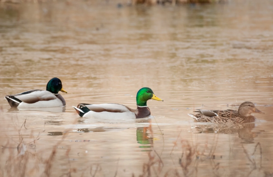 mallard duck identification