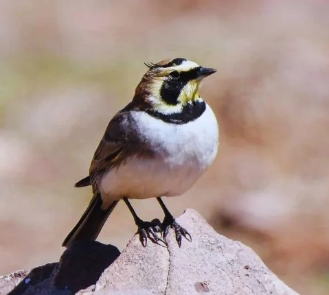 Morocco Atlas Mountains birding