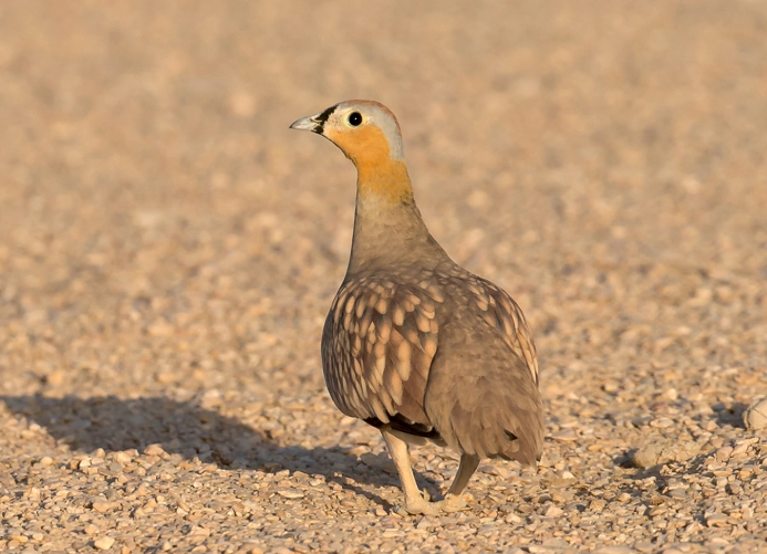 Atlas Mountains birds species