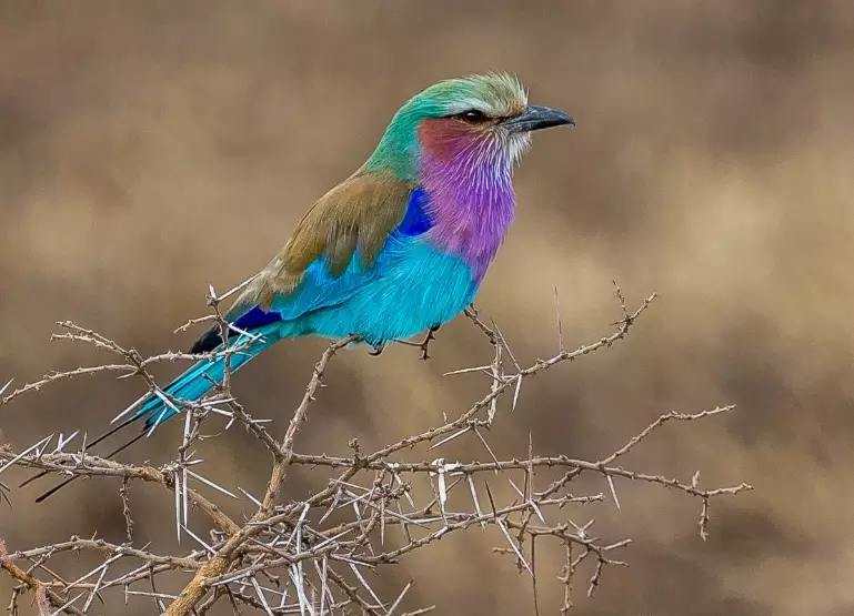 Tanzania birds checklist