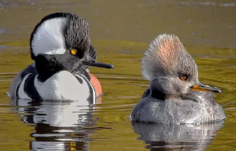 hooded merganser birding