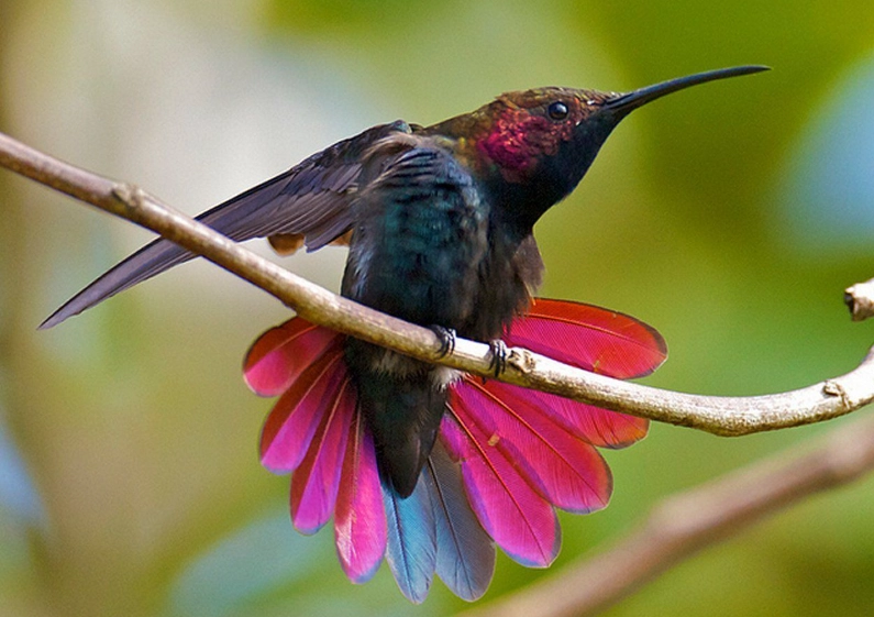 jamaican endemic birds