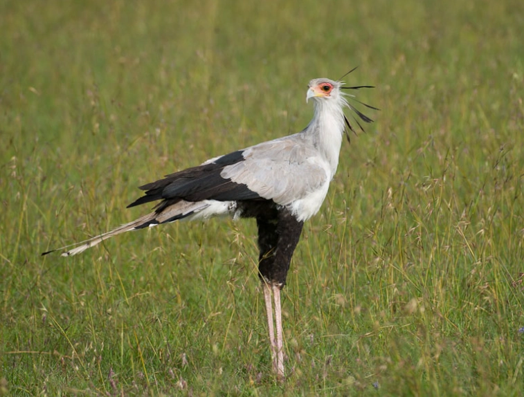 African birds of prey