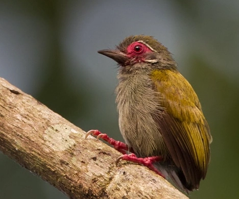 african rainforest birding