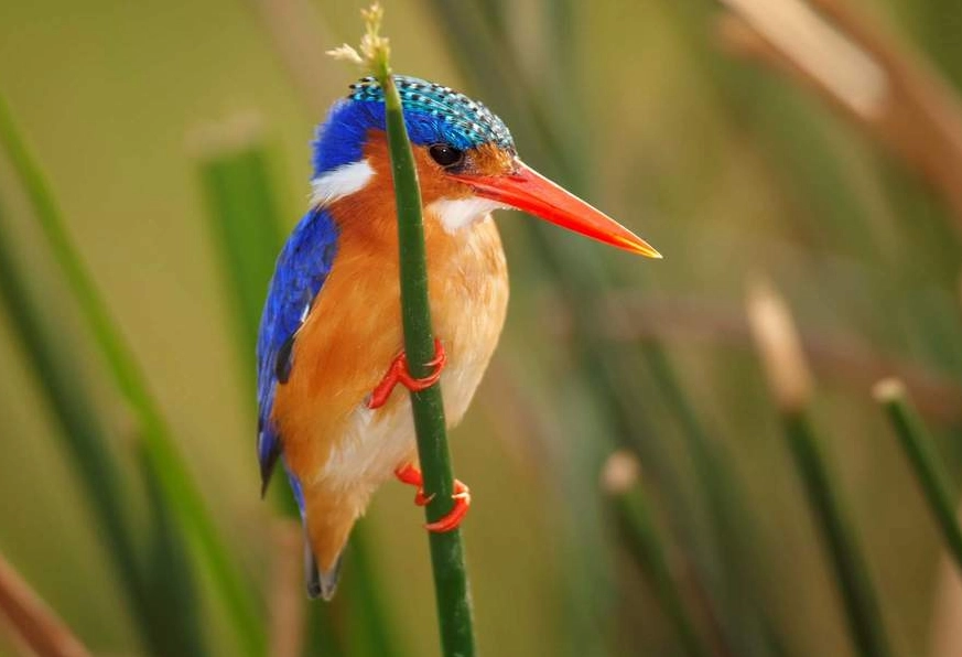 birding hotspots United States birding hotspots United States