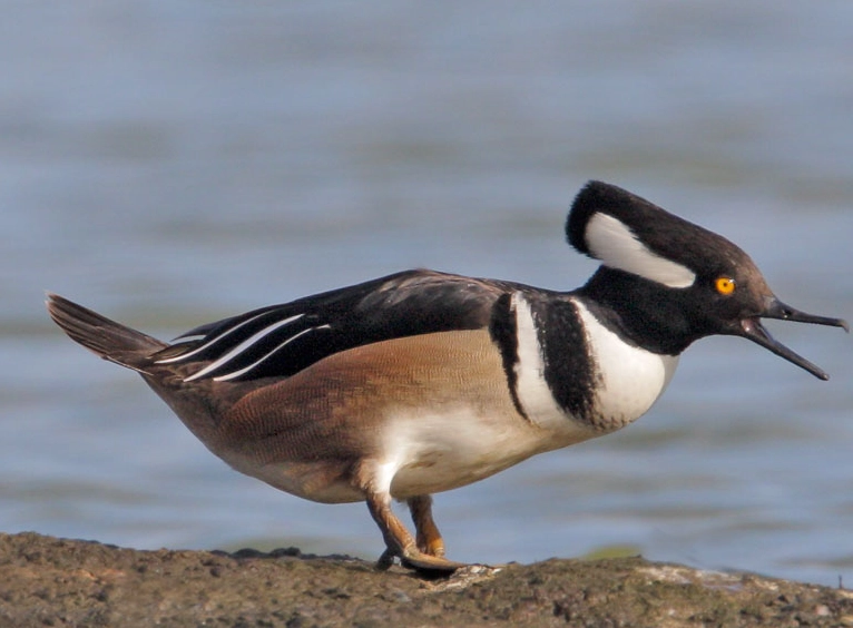 hooded merganser identification