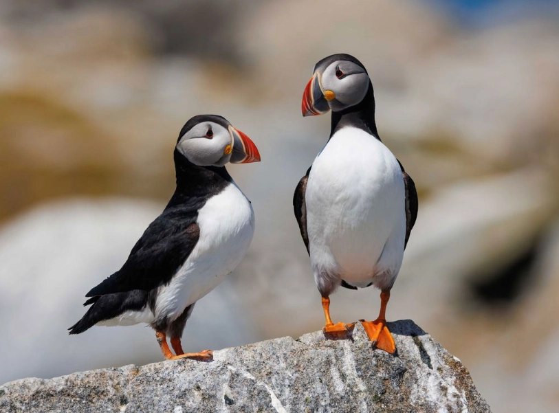 top birding locations America top birding locations America