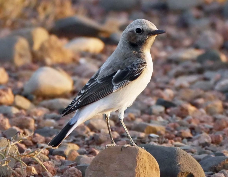 birdwatching Morocco guide