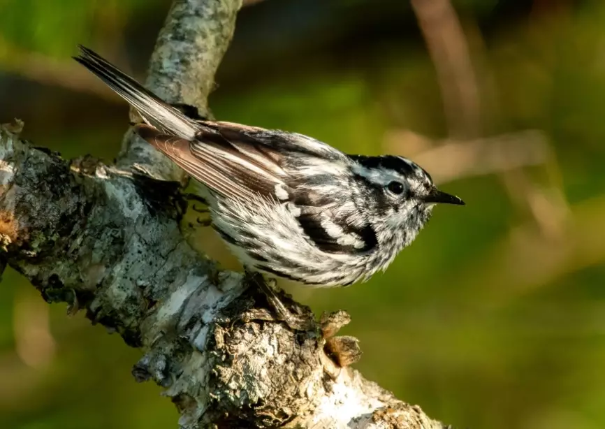 best bird watching spots USA best bird watching spots USA