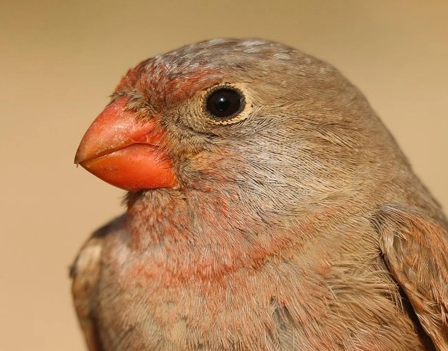 Morocco Atlas Mountains birding