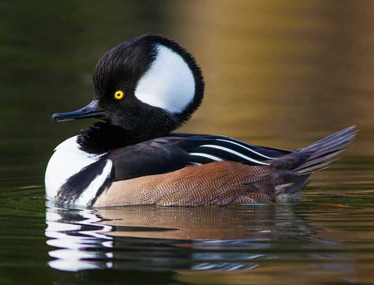hooded merganser birding
