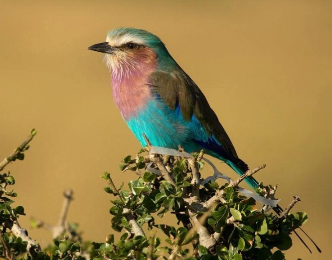Serengeti birding guide