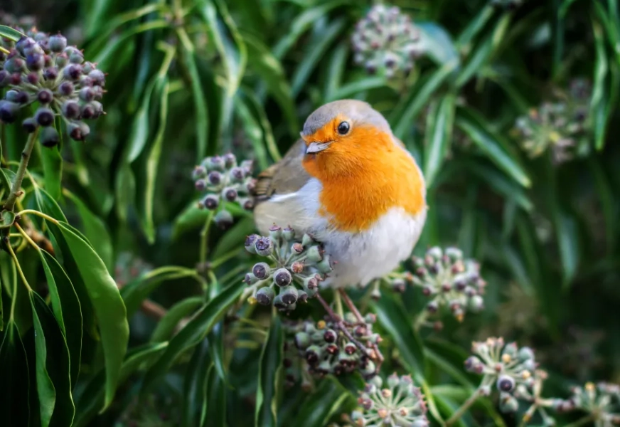 best bird watching spots USA best bird watching spots USA