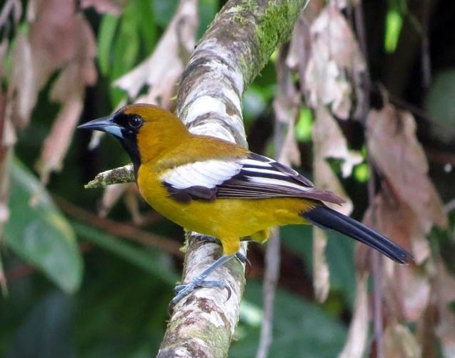 birding jamaica